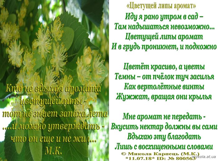 Цветущей липы аромат, стихи, Микола Карпець